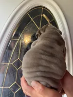 Lilac , a male English Bulldog for sale in Cleveland, NC – 3 of 4