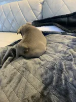 Kiki, a female French Bulldog for sale in Cleveland, NC – 3 of 6