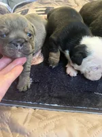 Mango, a female English Bulldog for sale in Cleveland, NC – 5 of 5