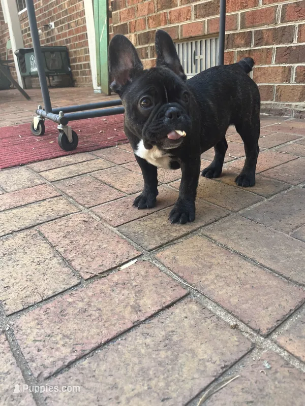 Coco – French Bulldog puppy for sale in Cleveland, NC