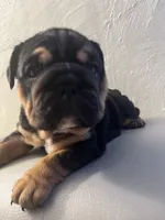 Black triangle , a female English Bulldog for sale in Cleveland, NC – 4 of 7