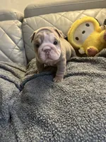 processed/de07b998-3d08-4300-9749-fa375507535f/listing/7864ff56-6109-4270-8a67-29f7a3456141/ffd6dcf3-6b28-4c4b-8c65-e78783c9ad52