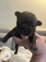 Zoom , a male French Bulldog for sale in Cleveland, NC – 6 of 7