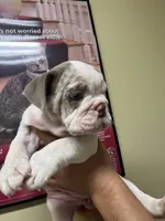 Merle , a female English Bulldog for sale in Cleveland, NC – 2 of 5