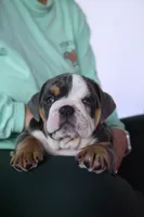 Sassy , a female English Bulldog for sale in Cleveland, NC – 7 of 9