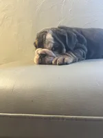 Sassy , a female English Bulldog for sale in Cleveland, NC – Photo 5 of 6