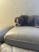 Sassy , a female English Bulldog for sale in Cleveland, NC – Photo 6 of 6