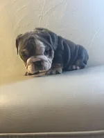 Sassy , a female English Bulldog for sale in Cleveland, NC – Photo 3 of 6