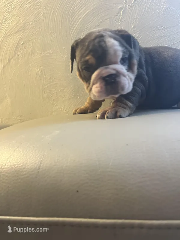 Sassy  – English Bulldog puppy for sale in Cleveland, NC