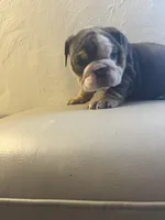 Sassy , a female English Bulldog for sale in Cleveland, NC – Photo 1 of 6