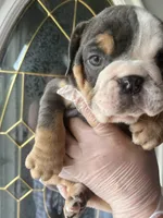 Sassy , a female English Bulldog for sale in Cleveland, NC – Photo 4 of 5