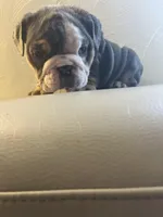 Sassy , a female English Bulldog for sale in Cleveland, NC – Photo 4 of 6