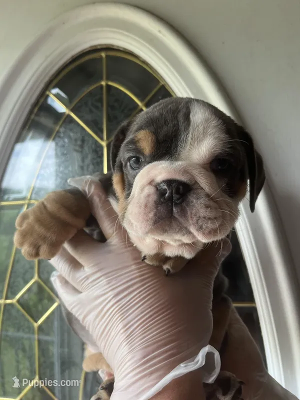 Sassy  – English Bulldog puppy for sale in Cleveland, NC