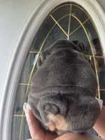Sassy , a female English Bulldog for sale in Cleveland, NC – Photo 3 of 5