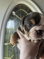 Sassy , a female English Bulldog for sale in Cleveland, NC – Photo 2 of 5