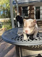 Rice , a male American Bully for sale in Cleveland, NC – 2 of 6