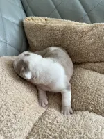 Orange, a male English Bulldog for sale in Cleveland, NC – Photo 7 of 7