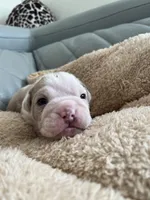 Orange, a male English Bulldog for sale in Cleveland, NC – Photo 4 of 7