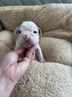 Orange, a male English Bulldog for sale in Cleveland, NC – Photo 6 of 7