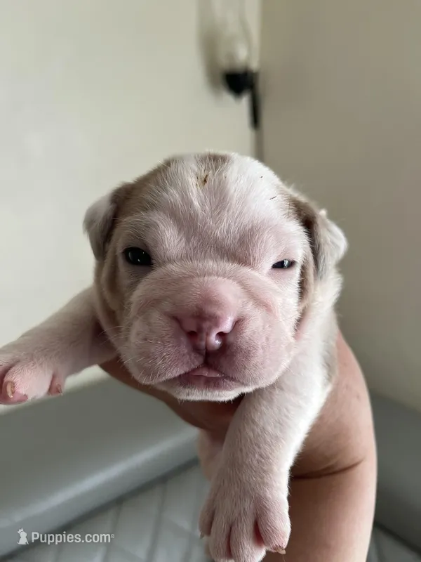 Orange, a male English Bulldog for sale in Cleveland, NC – Photo 1 of 7