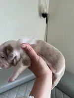 Orange, a male English Bulldog for sale in Cleveland, NC – Photo 2 of 7