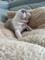 Orange, a male English Bulldog for sale in Cleveland, NC – Photo 5 of 7