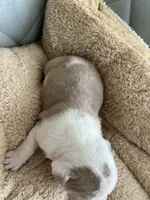 Orange, a male English Bulldog for sale in Cleveland, NC – Photo 3 of 7