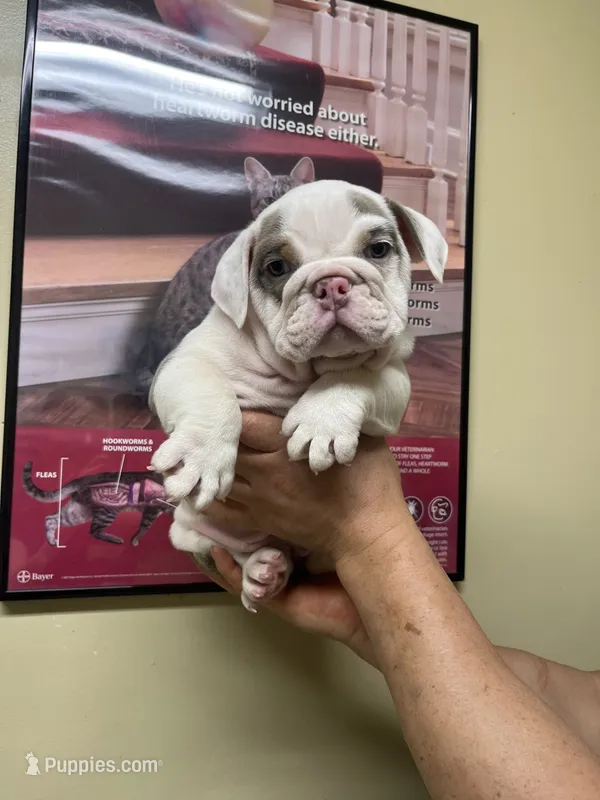 Rice  – English Bulldog puppy for sale in Cleveland, NC