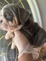 Cactus , a male English Bulldog for sale in Cleveland, NC – Photo 2 of 6