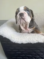 Cactus , a male English Bulldog for sale in Cleveland, NC – Photo 3 of 6