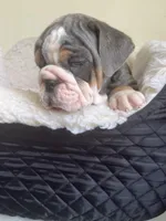 Cactus , a male English Bulldog for sale in Cleveland, NC – Photo 5 of 6