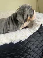 Cactus , a male English Bulldog for sale in Cleveland, NC – Photo 4 of 5