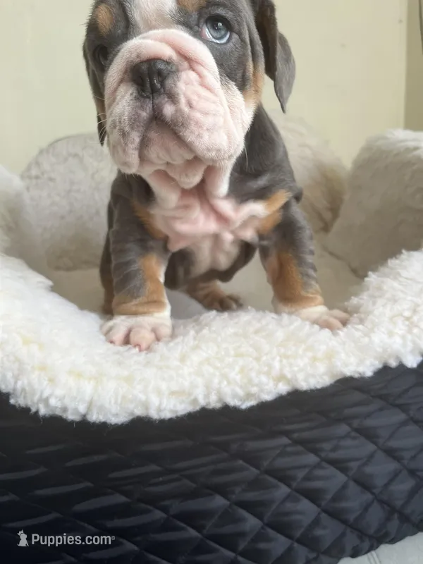 Cactus  – English Bulldog puppy for sale in Cleveland, NC