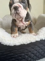 Cactus , a male English Bulldog for sale in Cleveland, NC – Photo 1 of 6