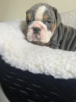 Cactus , a male English Bulldog for sale in Cleveland, NC – Photo 3 of 5