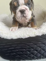 Cactus , a male English Bulldog for sale in Cleveland, NC – Photo 6 of 6
