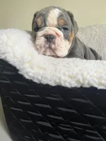 Cactus , a male English Bulldog for sale in Cleveland, NC – Photo 2 of 5