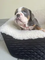 Cactus , a male English Bulldog for sale in Cleveland, NC – Photo 4 of 6