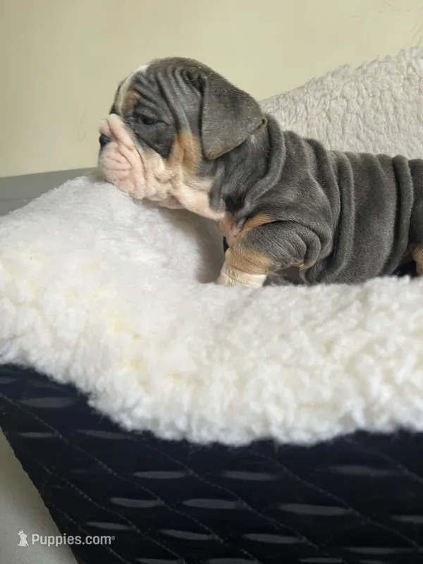 Cactus  – English Bulldog puppy for sale in Cleveland, NC