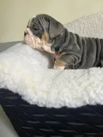 Cactus , a male English Bulldog for sale in Cleveland, NC – Photo 1 of 5