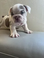 Rice , a female English Bulldog for sale in Cleveland, NC – 2 of 5