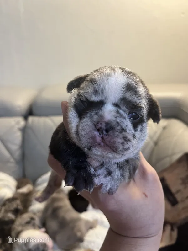 Jojo – French Bulldog puppy for sale in Cleveland, NC