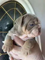 Pineapple, a female English Bulldog for sale in Cleveland, NC – 6 of 9