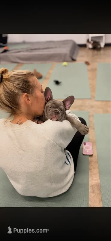 Kiki – French Bulldog puppy for sale in Cleveland, NC
