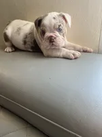 Merle , a female English Bulldog for sale in Cleveland, NC – 4 of 5