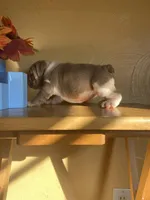 Salisbury, a female English Bulldog for sale in Cleveland, NC – Photo 5 of 9