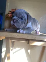 Salisbury, a female English Bulldog for sale in Cleveland, NC – Photo 1 of 9