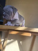 Salisbury, a female English Bulldog for sale in Cleveland, NC – Photo 3 of 9