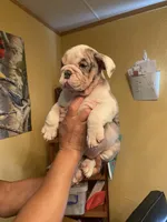 Salisbury, a female English Bulldog for sale in Cleveland, NC – Photo 7 of 9