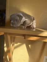 Salisbury, a female English Bulldog for sale in Cleveland, NC – Photo 4 of 9